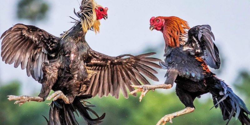 Các loại kèo cược hấp dẫn trong đá gà Campuchia