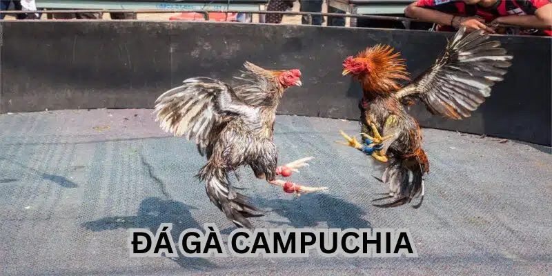 Đá gà Campuchia KUBET sân chơi cá cược hấp dẫn