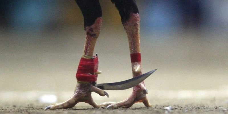 Tìm hiểu chung về hình thức chọi kê cựa dao tại nhà cái KUBET