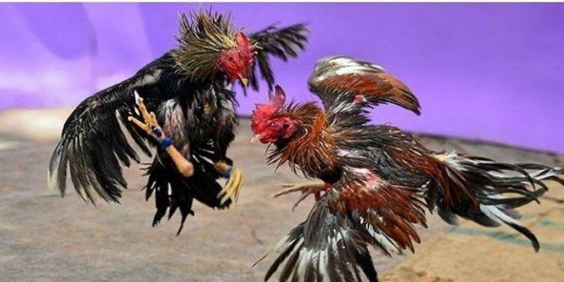 Những quy tắc chung bắt buộc trong thi đấu chọi kê cựa dao