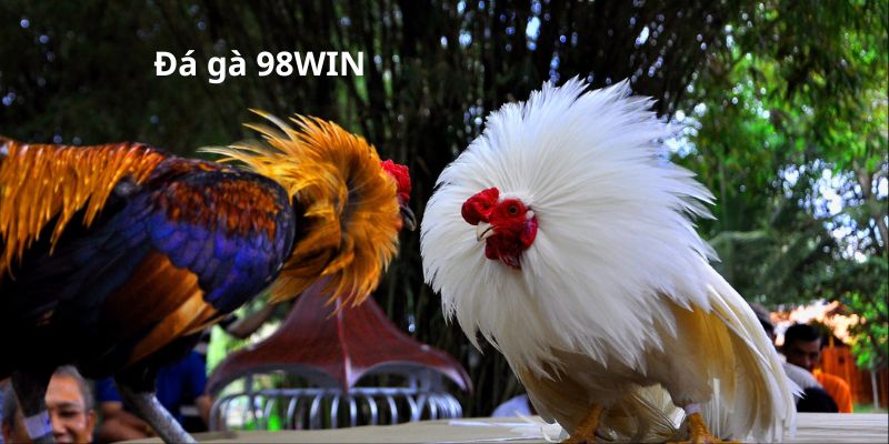 Đá gà KUBET 1 Giới thiệu sảnh đá gà 98WIN