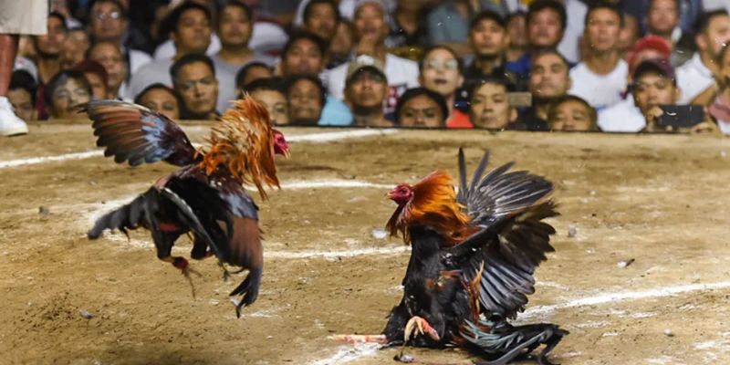 Đá gà KUBET 2 Thể loại đá gà cựa dao 98WIN