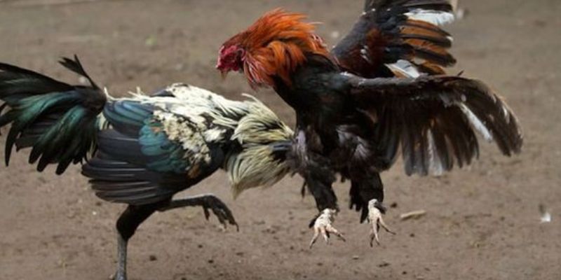 Đá gà KUBET 3 Theo dõi trận đấu dễ dàng