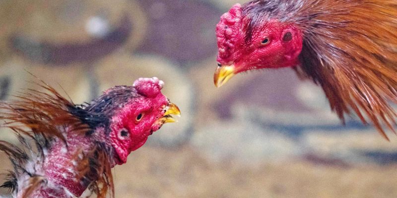 Đá gà KUBET 4 Tỷ lệ cược đá gà KUBET cập nhật liên tục